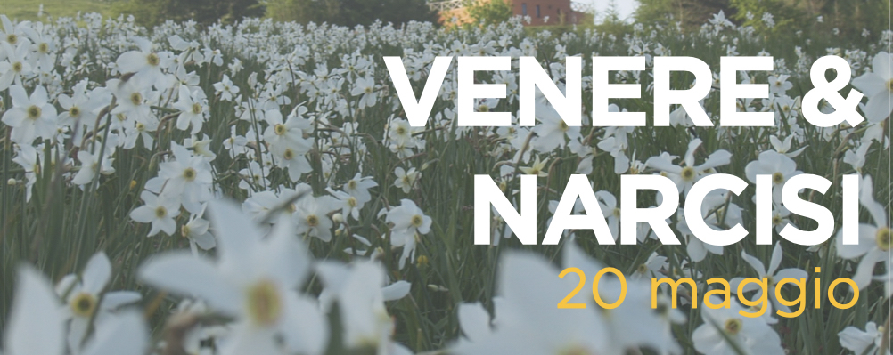 Venere e Narcisi. Nuovo evento speciale! (Rimandato al 26 maggio 2023)